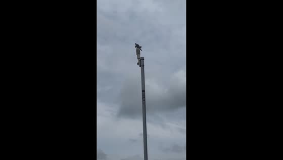 Bird spins on rotating anemometer atop smart pole in Montreal, Canada