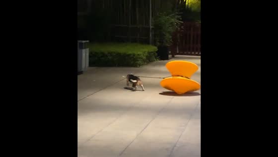 Dog runs while pulling large object in Chongqing, China