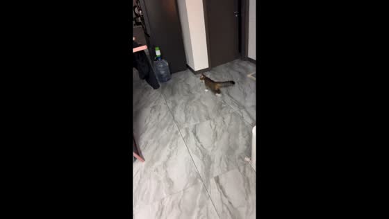 Cat walks sideways trying to remove tape in Jilin, China