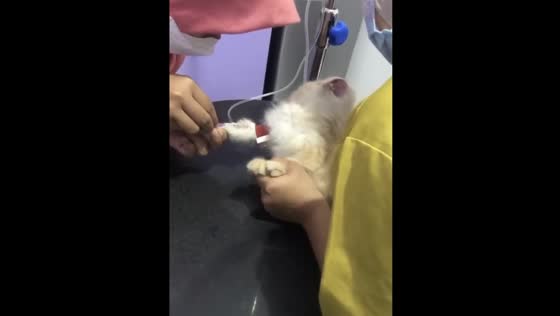 Heartbreaking moment: kitten cries during injection, recovers to health in Bogor, Indonesia