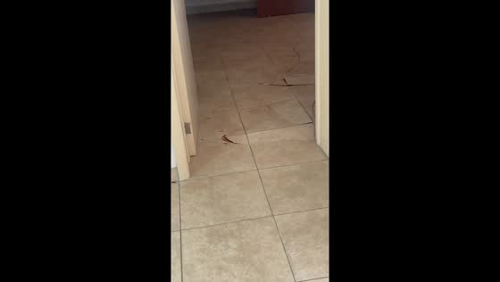 Floor tiles separating due to heat and moisture in Philipsburg, Sint Maarten