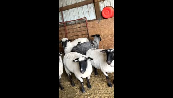 Kittens ride on sheep’s back in Bloomfield, Iowa, USA