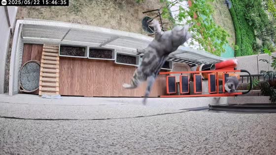 Cat falls from balcony after leaping at bird in Inner Mongolia, China