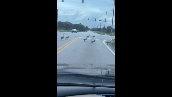Geese cause traffic delay in Lafayette, Indiana