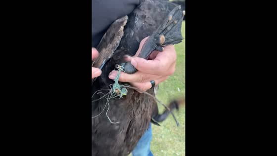 Person shares video of dad rescuing duck with fishing line stuck on foot