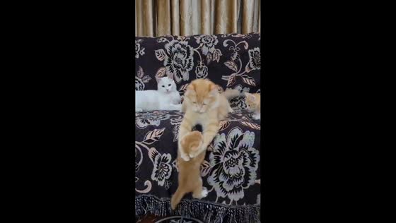 Playful cat and kitten tumble from sofa during game in Sana'a, Yemen