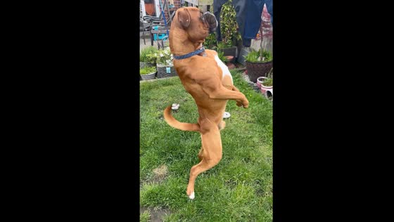 Dog hilariously stands on hind legs searching for cat over fence in Nottingham