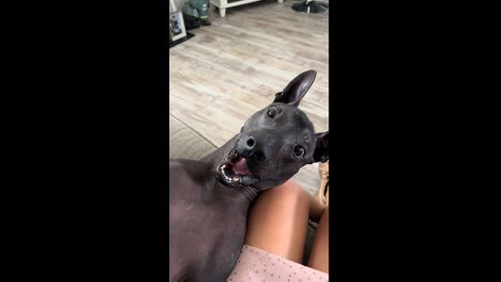 Playful bond: Maximo the hairless Xolo enjoys interactive fun with owner in Tampa Bay