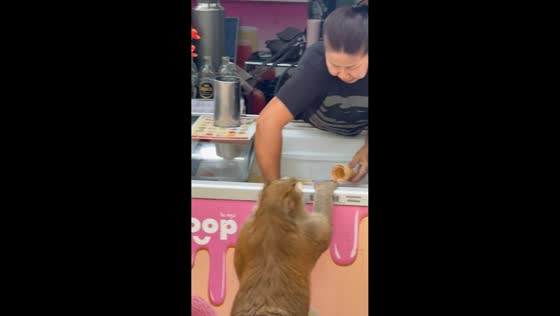 Monkey receives ice cream at viewpoint stall in Wichit, Thailand