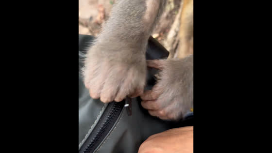 Monkey playfully opens bag in Guizhou, China