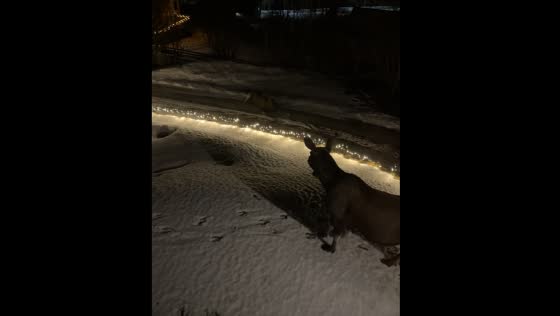 Moose calf slides down ice while mother watches