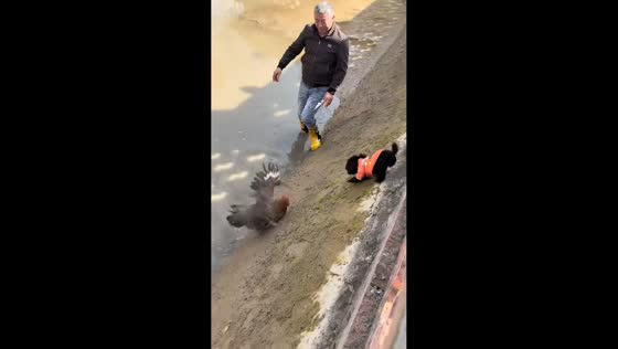 Dog chases chicken through pond in Sichuan, China