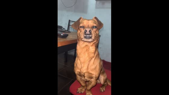 Sleepy but stubborn – Roman the dog's hilarious battle with sleep in Ezeiza, Argentina