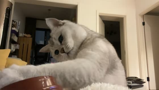 Cat knocks over tumbler in Sichuan, China