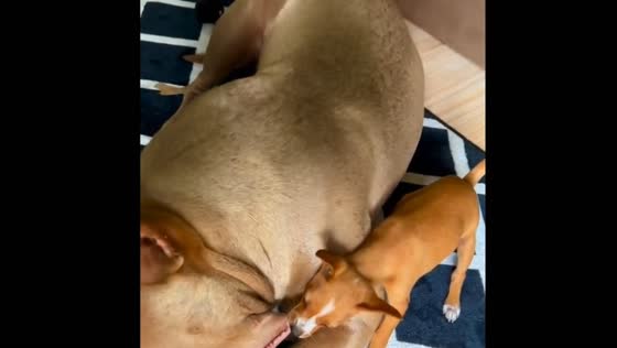 American Bully and Chihuahua puppy play together in Bahia, Brazil