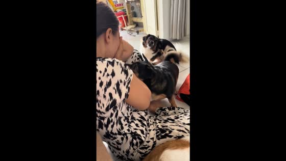Heartwarming canine companion: dog comforts "crying" owner in Can Tho City, Vietnam