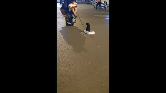 Cat rides styrofoam pulled by motorcycle in Hebei, China