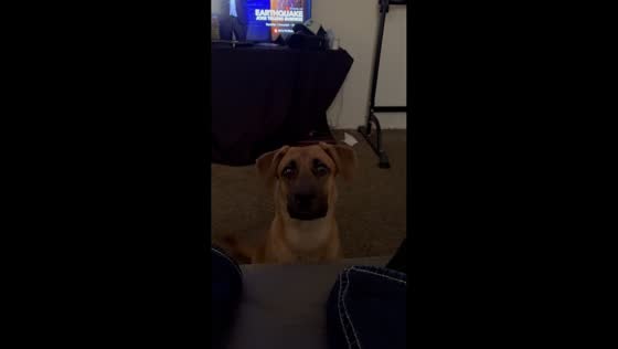 Dog fascinated by owner’s deep voice in Dayton, USA