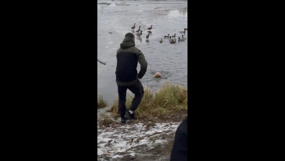 Dog chases ducks into frozen river in Ekaterinburg, Russia