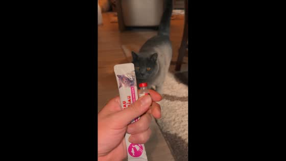 Cat dashes away after spotting medicine syringe in Gagauzia, Moldova
