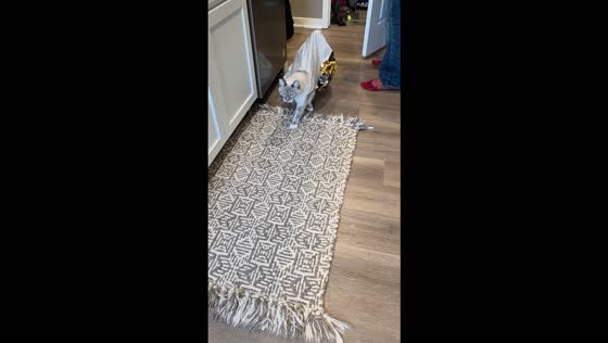 Cat slowly explores the house while wearing a plastic bag in Bondurant, USA
