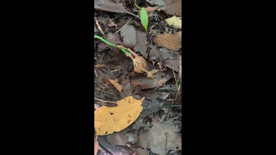 Toad grips snake in rare encounter in Los Lagos, Chile