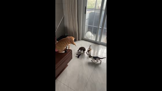 Orange cat entertains kittens with dangling toy in Jiangsu, China