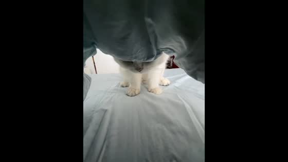 Cat playfully searches under blanket in Beijing, China