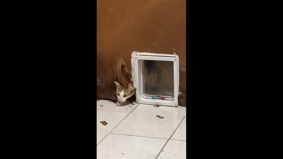 Stubborn cat makes own entrance instead of cat door in Chiang Mai, Thailand