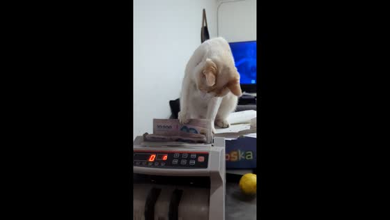 Cat skillfully helps count money in Cordoba, Argentina