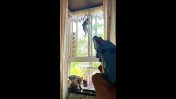 Owner uses water gun to stop cat from climbing window in Hubei, China