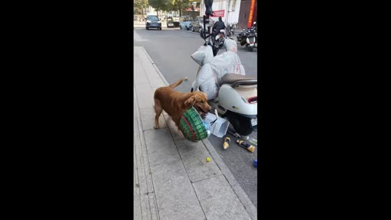 Adorable golden retriever turns street cleanup into a hilarious show in Chuzhou, China