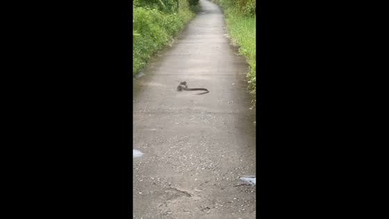 Brave rat defends friend from snake attack in Cà Mau, Vietnam
