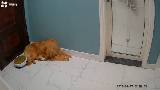 Golden retriever hilariously drags robot vacuum after tail gets caught in Zhejiang, China