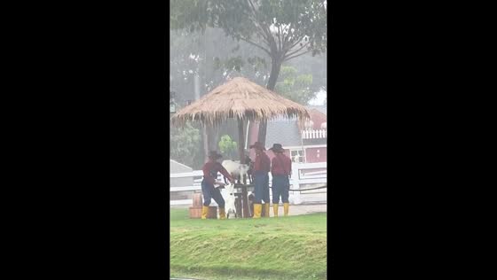 Joyful goat dance in the rain at Cimory Dairyland, Gowa