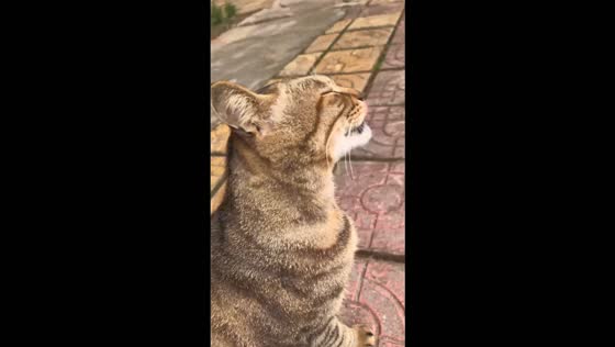 Brown tabby cat adorably wiggles its tongue while receiving back scratches in Chongqing, China