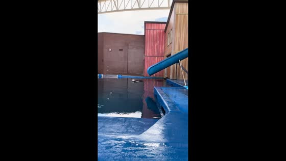 Sea lion splashes through pool and interacts with handler in Hainan, China