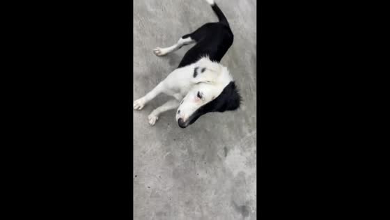 Stray dog with unique markings wags tail excitedly in Pampanga, Philippines