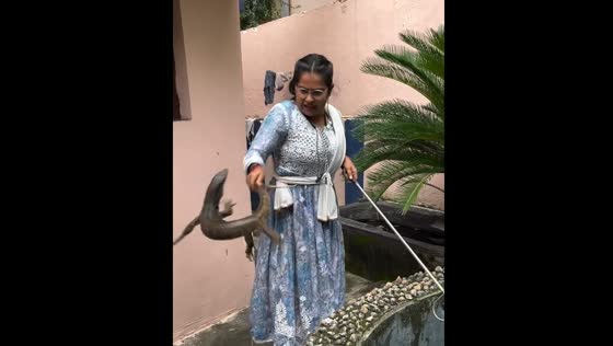 Lady rescues monitor lizard from water in Bilaspur, India