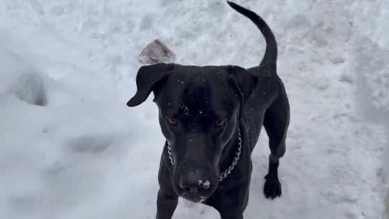 Dog joyfully plays in fresh snow in Kitchener, Canada