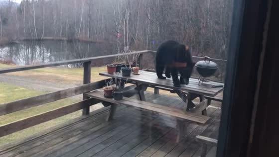 Bear raid: wildlife encroachment caught on camera in Colebrook, NH
