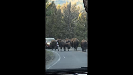 Bison cause traffic jam on road in USA