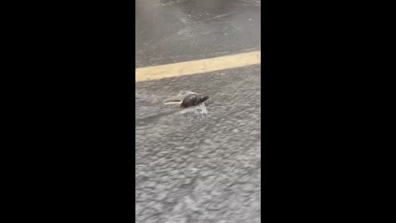 Heroic rescue: woman saves rat from drowning in flood waters