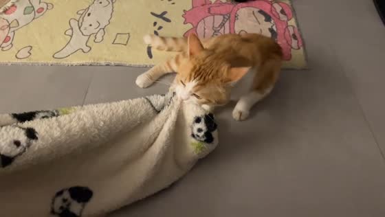 Cat drags blanket across room to create its own sleeping spot in Jiangsu, China