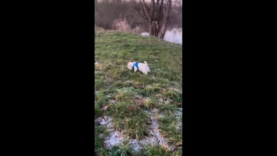West Highland Terrier “Sunny” joyfully jumps in grassy field in USA