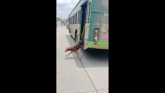 Dog jumps from moving bus and runs away unharmed in Pune, India