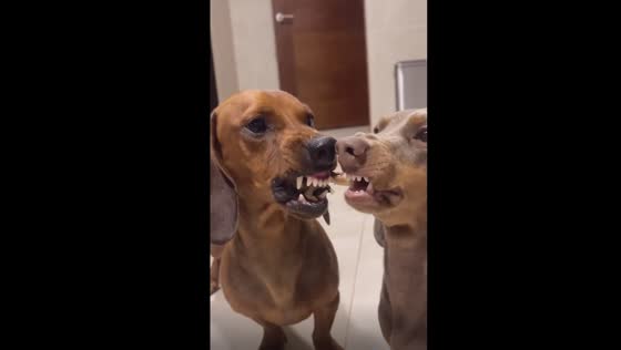 Intense duel: fierce canine clash over a chicken bone