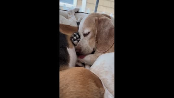 Dog Beagle kicks sister awake during cozy nap in California, USA