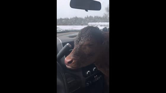 Rescued calf finds warmth and recovery
