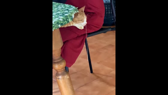 Sleeping cat caught with unusual mucus in Johor, Malaysia
